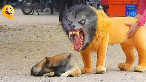 Troll Prank Dog Funny & fake Lion and Fake Tiger Prank To dog & Huge Box Prank to dog