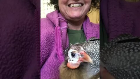 Matilda the disable guinea fowl enjoying her mummy time