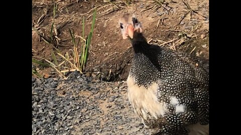 The ducklings tell me about the scary horses. Big Tony has a calamity. Featuring Jessie the keet.