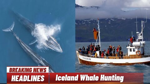 Whale Hunting to restart in Iceland after suspension lifted|WorldMedia|