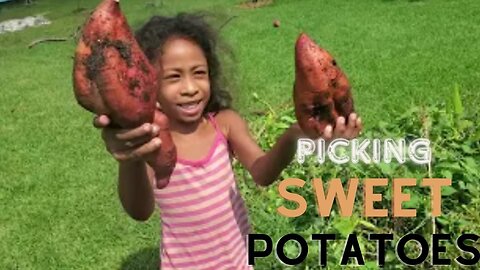 GIGANTIC SWEET POTATO HARVEST!!!