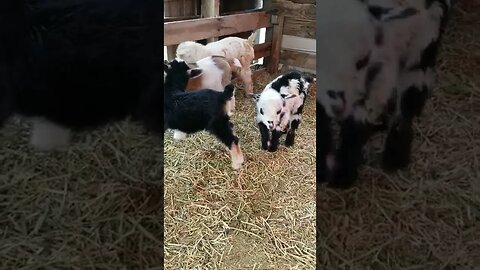 #goats #cute #babygoat #farmanimals #homesteading #homesteadlife #farm #babyanimals #farmanimals