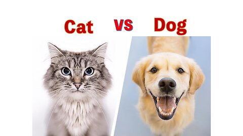 Want a Pet ? Dogs or Cats? Fun Facts Explained