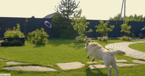 Cute dog playing with frisbee