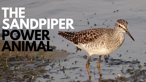 The Sandpiper Power Animal