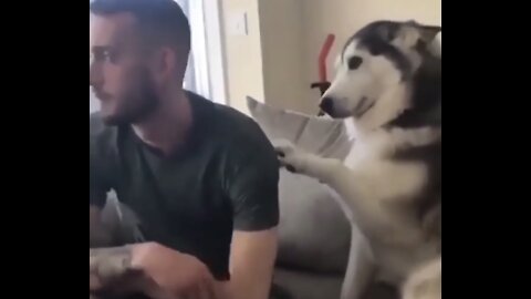 Big Dog beg attention from owner