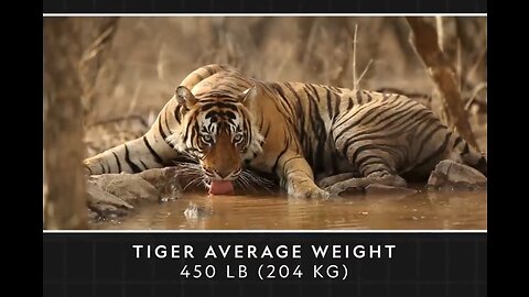 Royal Bengal Tiger | Big Beautiful Cat 🐈🐈