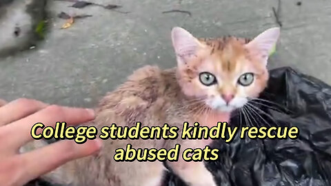 College students kindly rescue abused cats