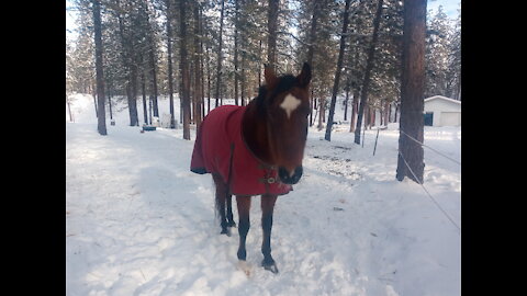 Parker, My Multilingual Horse