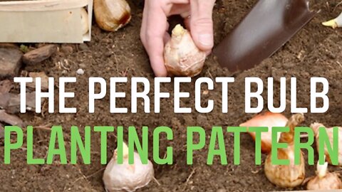 TIPS FOR PLANTING FALL BULBS 101 & GARLIC BULBS! The perfect planting pattern | Gardening in Canada