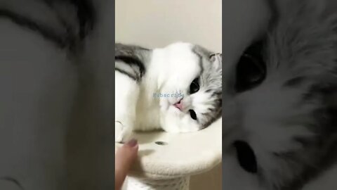 Funny Cat🐈😸 #trending #viral #short #entertainment