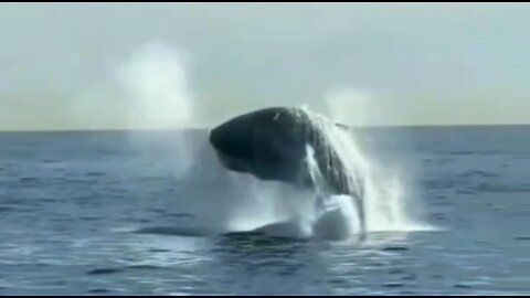 Breaching Sperm Whales