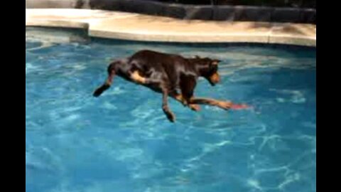 Red Doberman jumping & swimming in our pool!