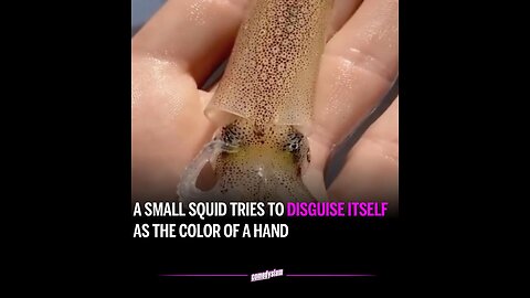 Rare Squid changes it’s Skin Color to Camouflage with Human Flesh