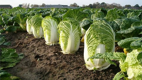 The Harvest of Beautiful Chinese Cabbage in Japan - Japan Agriculture Technology