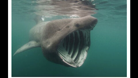 The basking shark is the second largest fish in the ocean