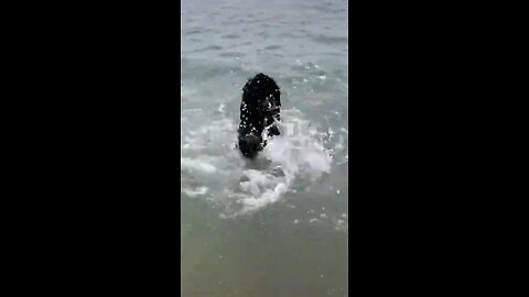 Hunter Dog Swimming In Open Sea