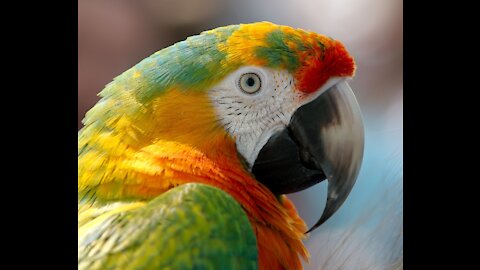 Parrot Greeting Parrot