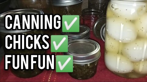 Canning, Chicks, Fun! - Ann's Tiny Life and Homestead