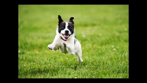 Dog Videos | Adorable Dog Video For Dog Lovers | Loving & Playing Dog Videos 2022