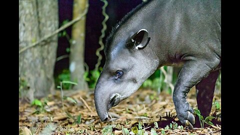 Maria, a wild South American Tapir (Tapirus terrestris)