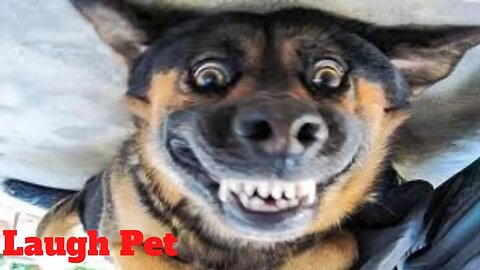 💥Laugh Pets Viral Weekly😂🙃💥of 2020 | Funny Animal Videos💥👌