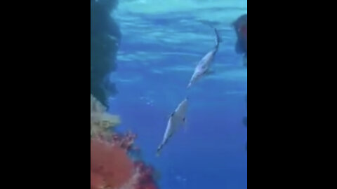 A dying shark gives goodbye kiss to her lover