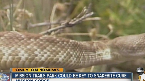 Mission Trails Park could be key to snakebite cure