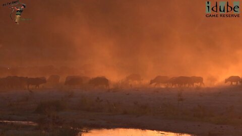 Buffalo Sunset | Iconic Africa | The Beauty Of Nature