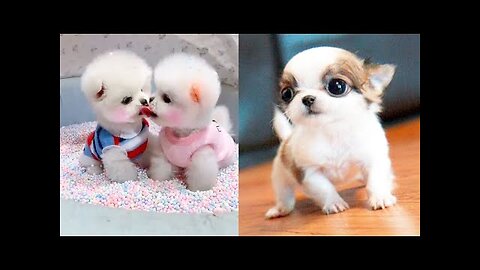 Baby Dogs - Cute and Funny Dog Videos Compilation #9 _ Aww Animals-(1080p)