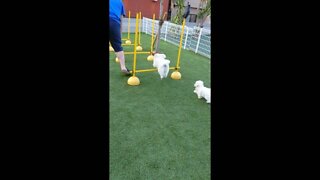 Agility