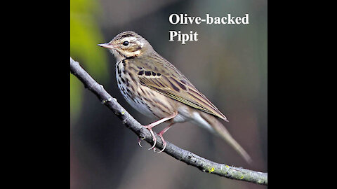 Olive-backed Pipit bird video