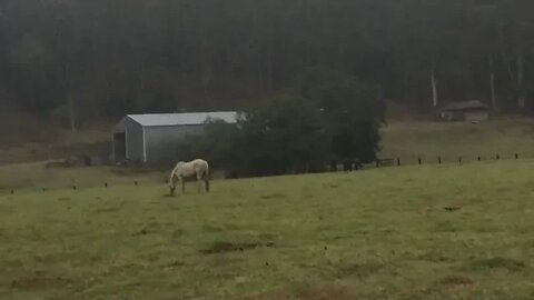 Drought affected horse grazes in the rain first time in steady rain or green pasture for years.