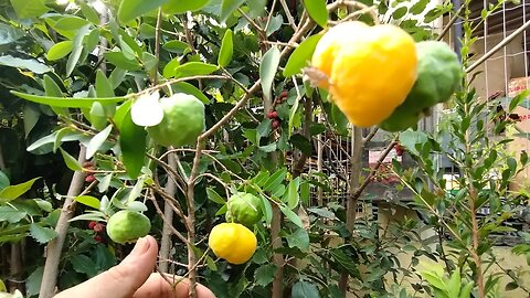 frutíferas produzindo em vaso mirtilo caqui fuiu e rama forte longana ciriguela dekopon charmute uva