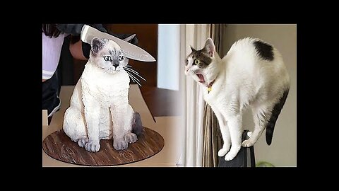 Best Cute and Funny Cats and Dogs