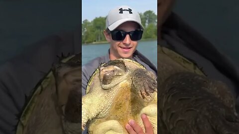 Giant snapping turtle in Michigan!! #snakes #herping #shorts