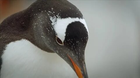 Inside look at life in penguin colonies