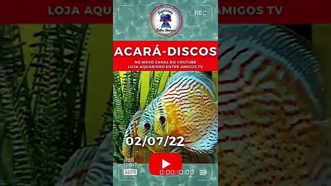 Gosta de acarás-discos? Não perca 😉