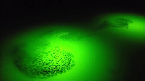 Saltwater Fish Feeding on Schools of Bait