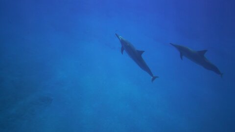 Swimming with DOLPHINS 2.0