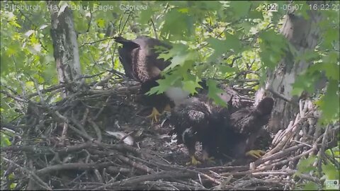 Hays Eagles Mom brings fish Dad brings bird H13 deals with a feather 5.7.21 16:20