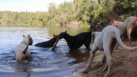 Reinforcing Off Leash Recall with a 16 Week Dogo Argentino at "Church" [GUWD#13]