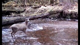 A Trail Across a Creek, Winter 2021