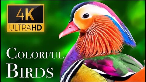 The Most Colorful Birds in 4K - Beautiful Birds Sound in the Forest | Scenic Relaxation Film