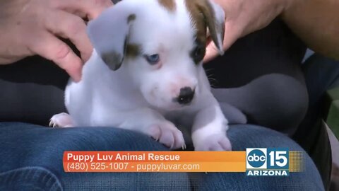 Puppy Luv founder explains the need for fur baby foster parents