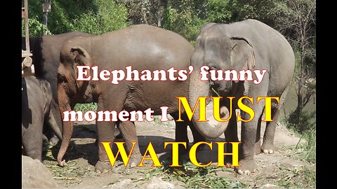 Elephants funny moments video 4K