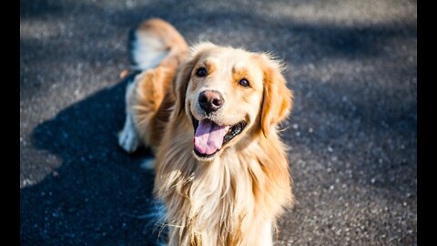 How to Train an Anxious Rescue Dog