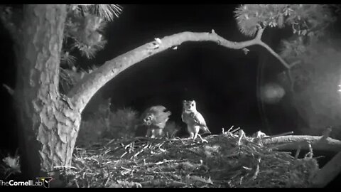 Dad Arrives With Breakfast 🦉 4/18/22 05:02