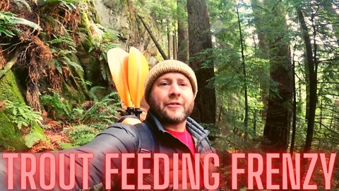 |4K| Cutthroat Trout FEEDING FRENZY!! Packraft fishing PNW!