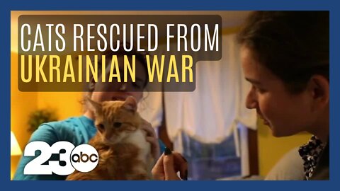 Cats rescued from Ukrainian war